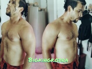 Bigkingkobra